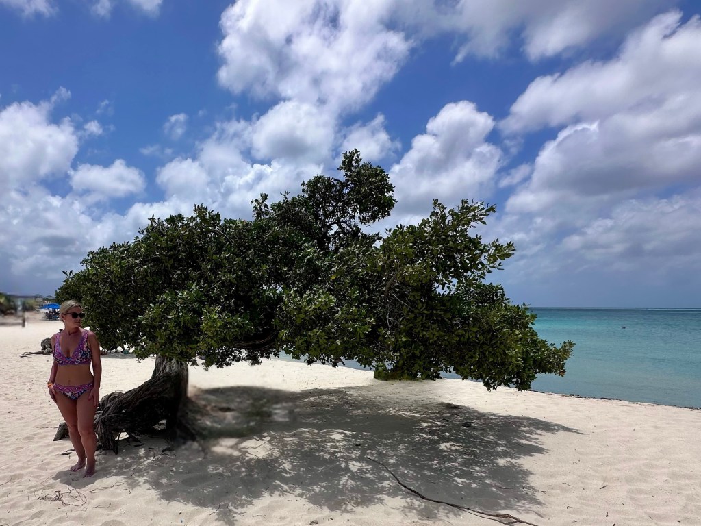 Fofoti Tree, Eagle Beach, Aruba